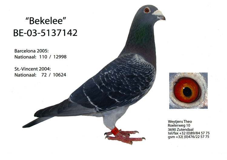 bekele